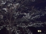 0406_Flowers